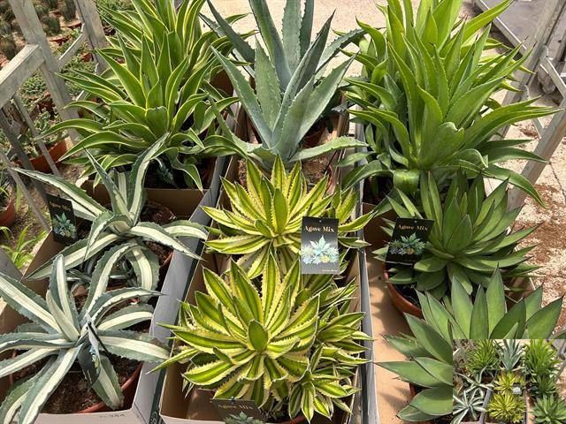 <h4>Agave   ...</h4>