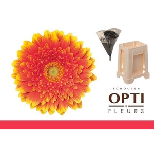 Germini Franky Water