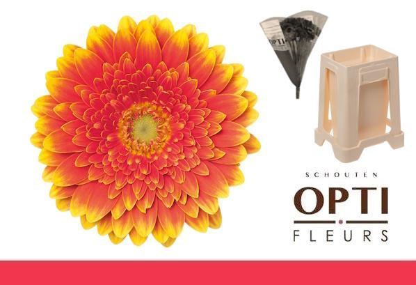 <h4>Germini Franky Water</h4>