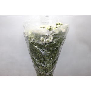 CRISANTEMO SANTINI AKOYA 080 CM