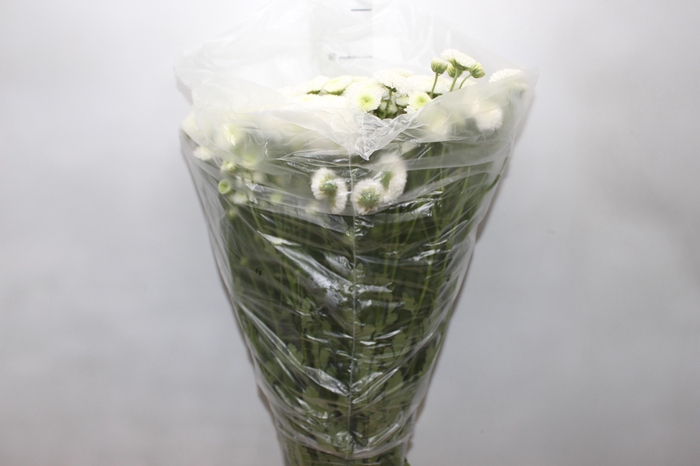 <h4>CRISANTEMO SANTINI AKOYA 080 CM</h4>