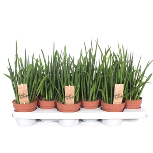 Sansevieria bacularis