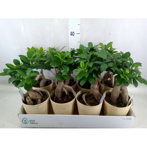 Ficus microcarpa 'Ginseng'