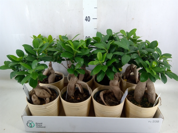 <h4>Ficus microcarpa 'Ginseng'</h4>