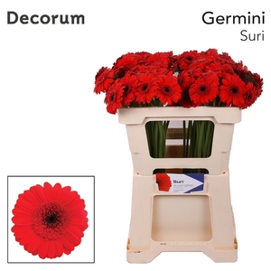 Germini Suri Water x60