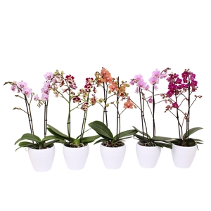 Phal. Multiflora 2-tak mix in sofia wit