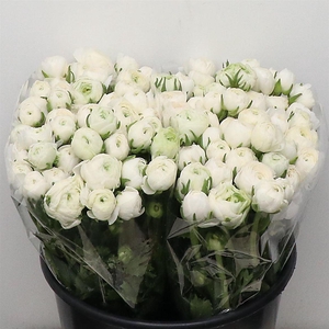 Ran El Sr White Extra