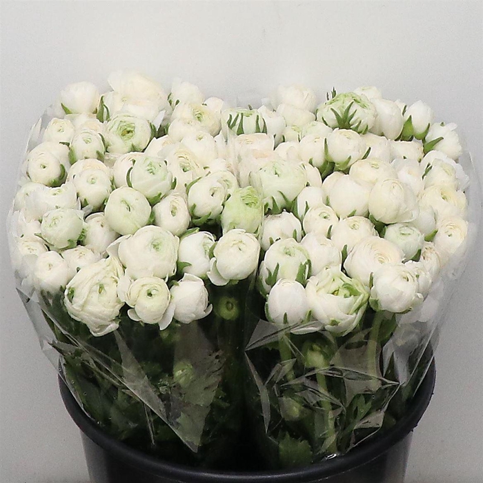 <h4>Ran El Sr White Extra</h4>