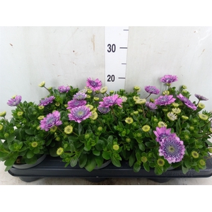 Osteospermum  '3D Pink'