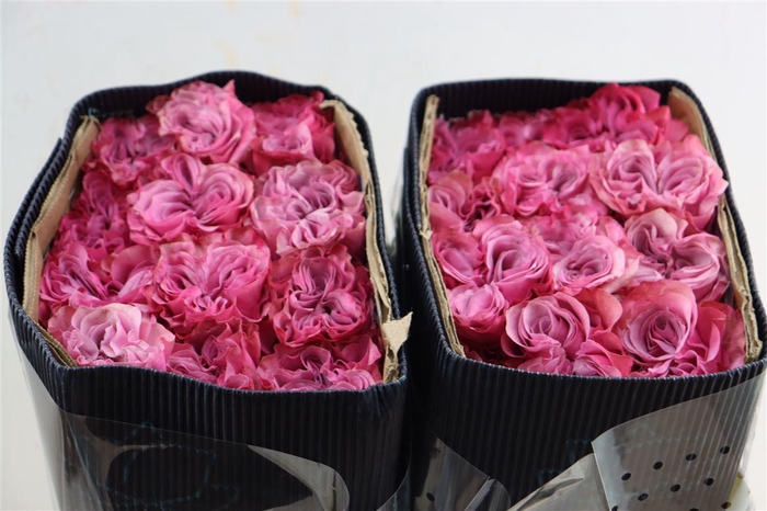 <h4>R Gr Country Blues</h4>