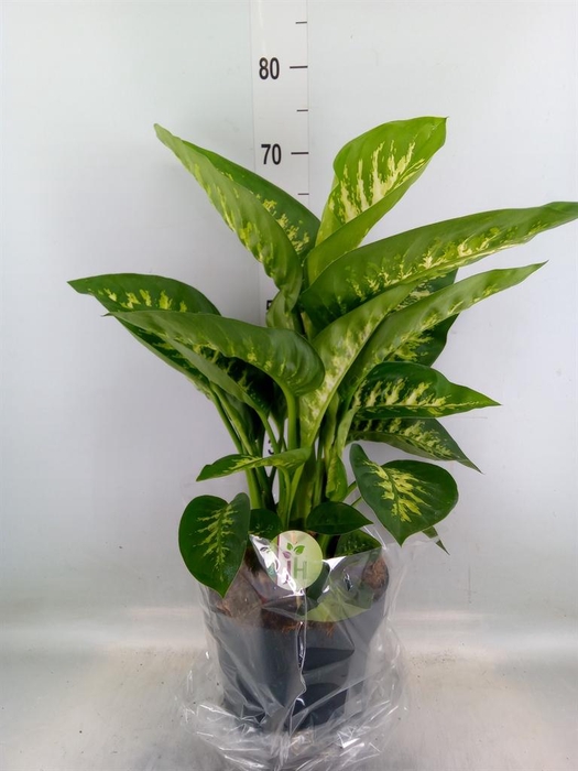 <h4>Dieffenbachia seg. 'Reeva'</h4>