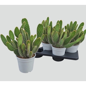 OPUNTIA