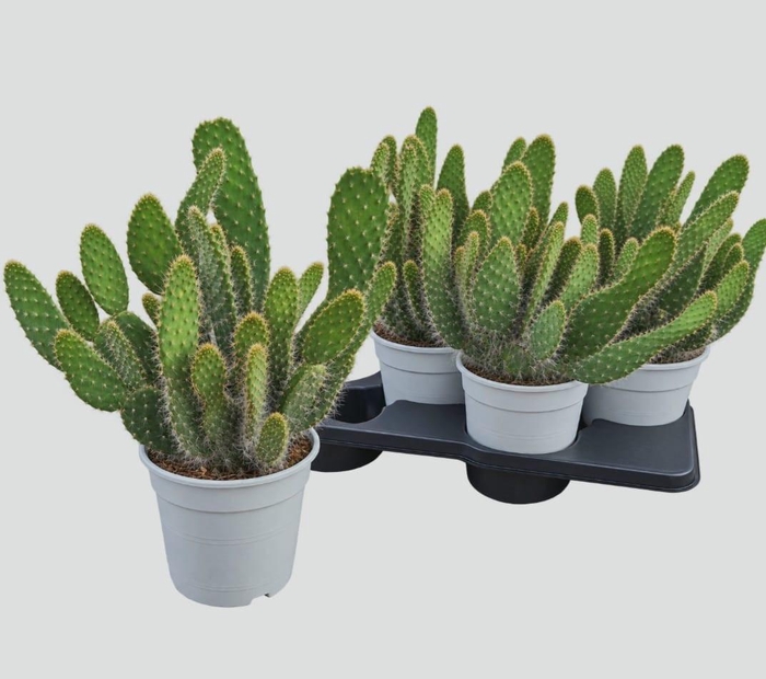 <h4>OPUNTIA</h4>