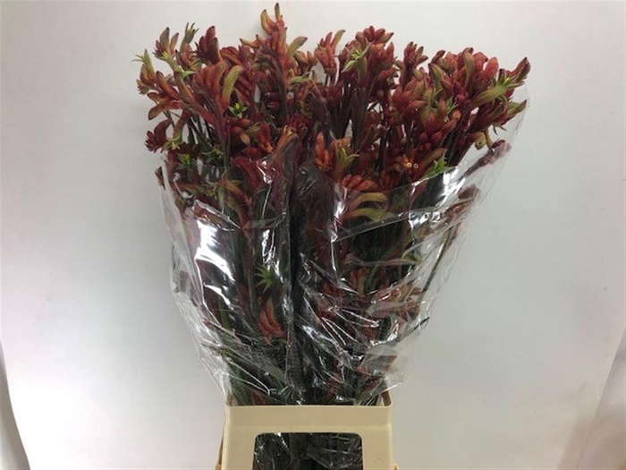 <h4>ANIGOZ RAMP ROY SLAV</h4>