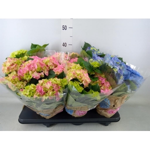 Hydrangea mac.   ...mix