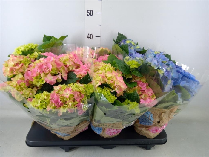 <h4>Hydrangea mac.   ...mix</h4>