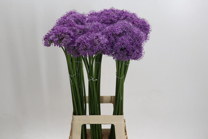 <h4>Allium Gladiator</h4>