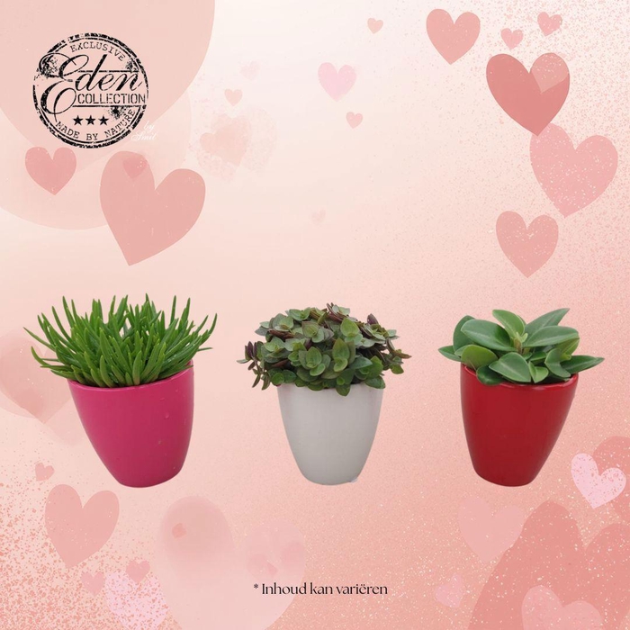 <h4>Gemengde tray 5,5 cm in Osaka keramiek - Moederdag</h4>