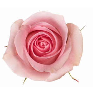 R Gr Luciano Pink 50cm EC