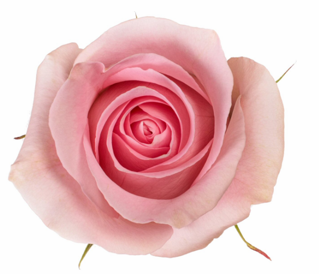 R Gr Luciano Pink 50cm EC