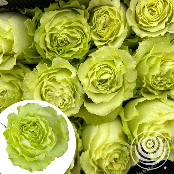 <h4>R Eq Lemonade</h4>