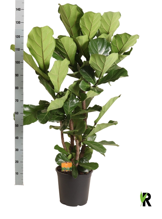 <h4>FICUS LYRATA</h4>