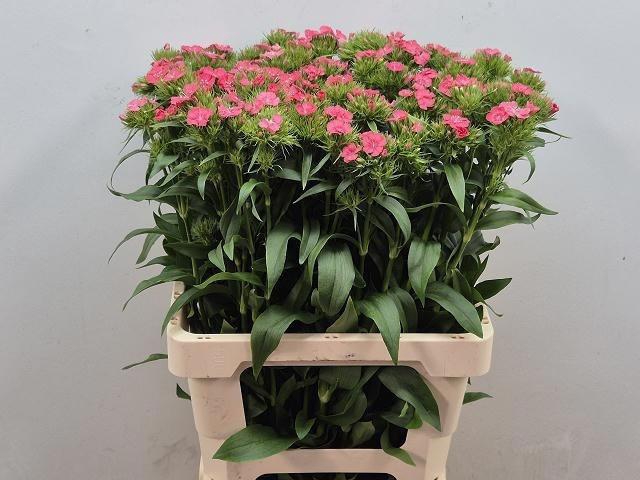 <h4>Di Barb Bar Salmon</h4>