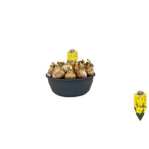 Narcissus Gold Medal