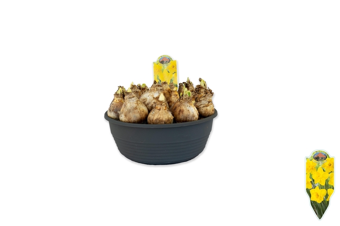 <h4>Narcissus Gold Medal</h4>