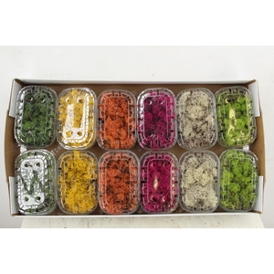 Moss Icelandic Box Mixed