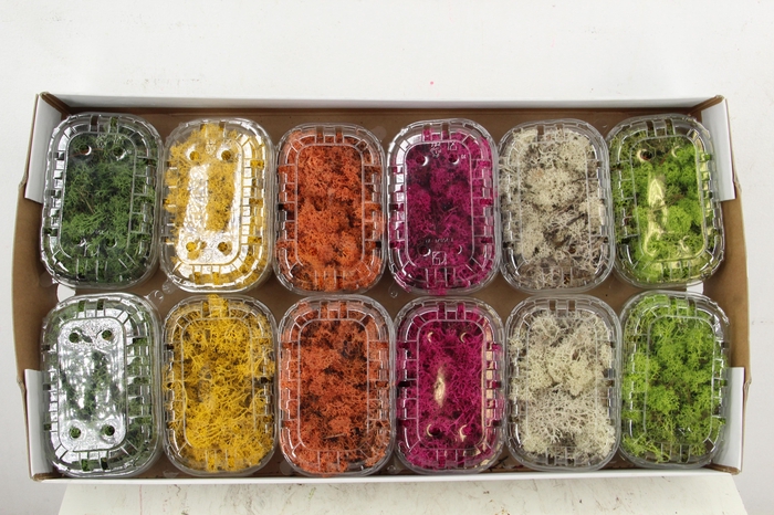 <h4>Moss Icelandic Box Mixed</h4>