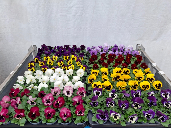 <h4>VIO WI DELTA GEM</h4>