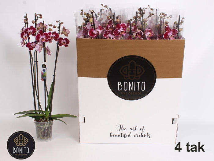 <h4>PHAL AN REIMS</h4>