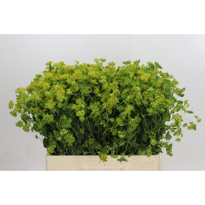 Bupleurum Griffithii