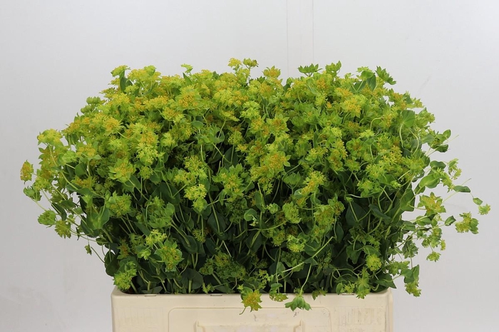 <h4>Bupleurum Griffithii</h4>