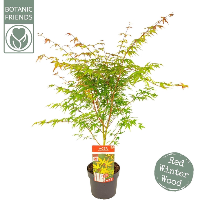 <h4>Acer palmatum Sangokaku</h4>
