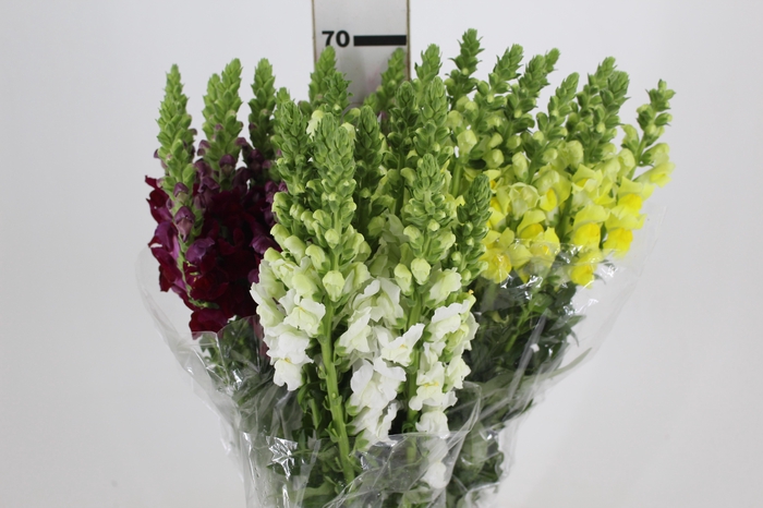 <h4>BOCA DE LEAO VARIADA 070 CM</h4>