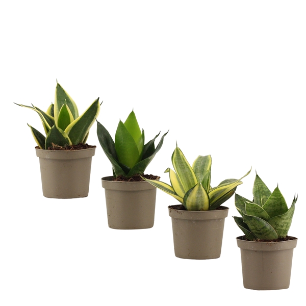 <h4>Sansevieria Hahnii 9 cm mix</h4>