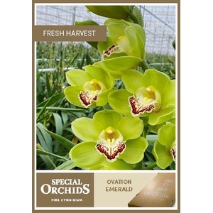 CYMB T OVATION EMERALD .