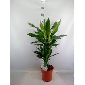 Dracaena fr de 'Janet Lind'