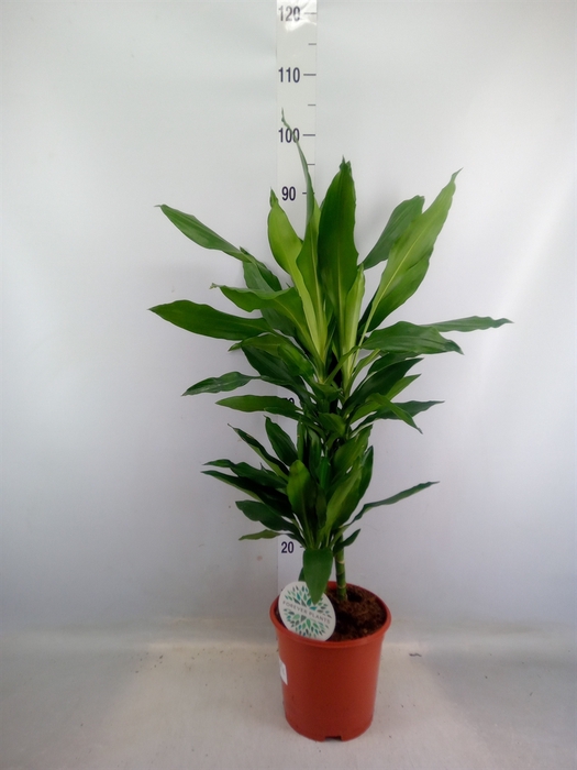 <h4>Dracaena fr de 'Janet Lind'</h4>