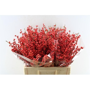 Ilex Verticilata Red X40