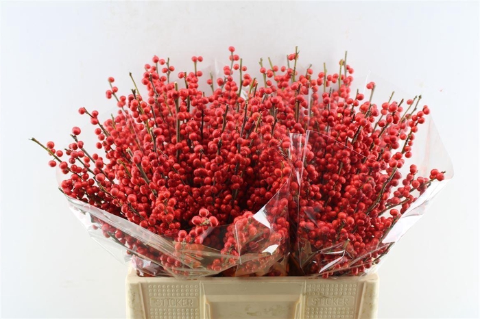 <h4>Ilex Verticilata Red X40</h4>