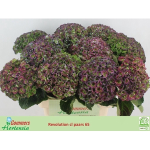 Hydrangea mag revolution classic blue