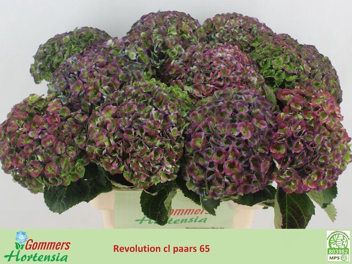 <h4>Hydrangea mag revolution classic blue</h4>