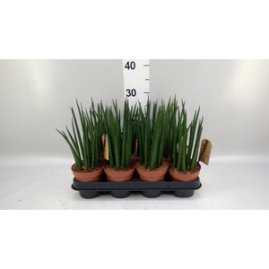 Sansevieria bacularis