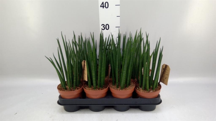 <h4>Sansevieria bacularis</h4>