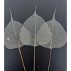 Skeleton Leaves Per Stem