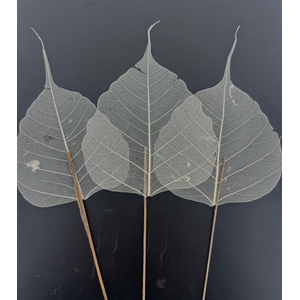 Skeleton Leaves Per Stem