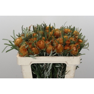 Banksia Dryandra